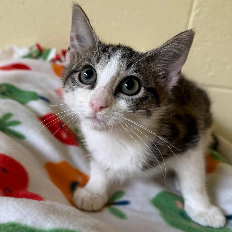 A baby small-sized female White Domestic Short Hair cat named Lilo for adoption in Naples, FL