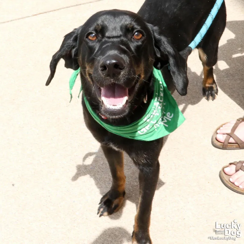A young medium-sized female Labrador Retriever dog named Hart for adoption in Washington, DC
