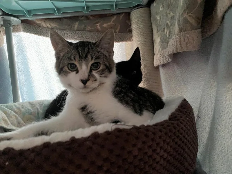 Pesto  Basil thumbnail 2