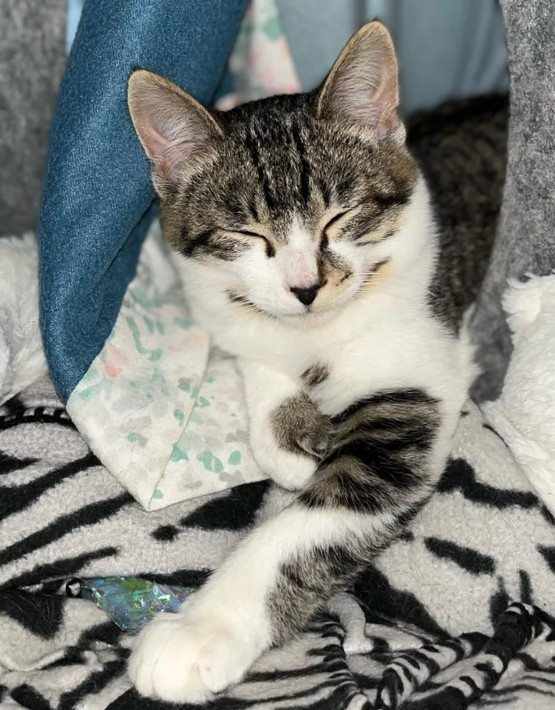 Pesto  Basil thumbnail 3