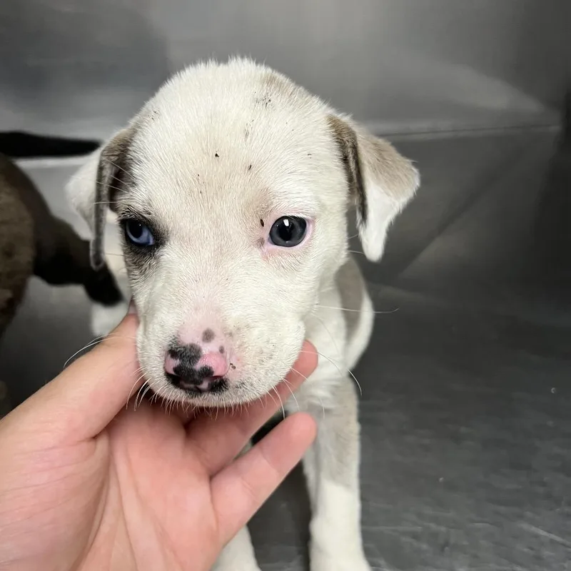 A baby small-sized male Gray / Blue / Silver Australian Shepherd dog named Salt for adoption in Parrish, AL