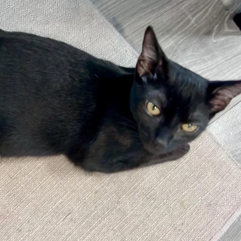 A baby small-sized female Domestic Short Hair cat named Poppy for adoption in Hudson, NH