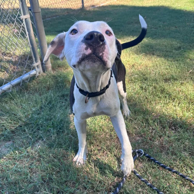 A young medium-sized female Pit Bull Terrier dog named Bijou for adoption in Cabot, AR