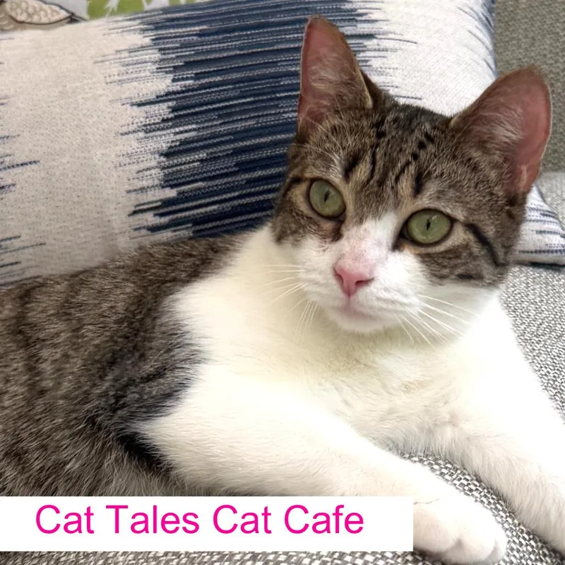 A young medium-sized female White Domestic Short Hair cat named Zoey for adoption in Chapel Hill, NC
