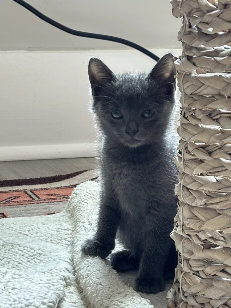 A baby small-sized female Gray & White Domestic Short Hair cat named Celica for adoption in Oak Park, MI