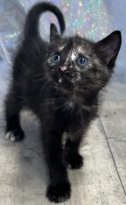 An adult small-sized female Domestic Short Hair cat named Gretal for adoption in Shreveport, LA