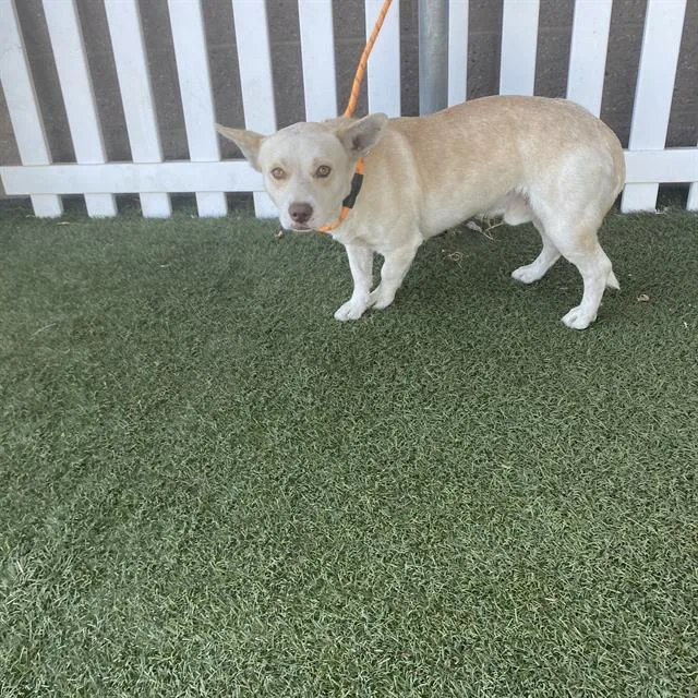 An adult medium-sized male Chihuahua dog named A for adoption in Modesto, CA