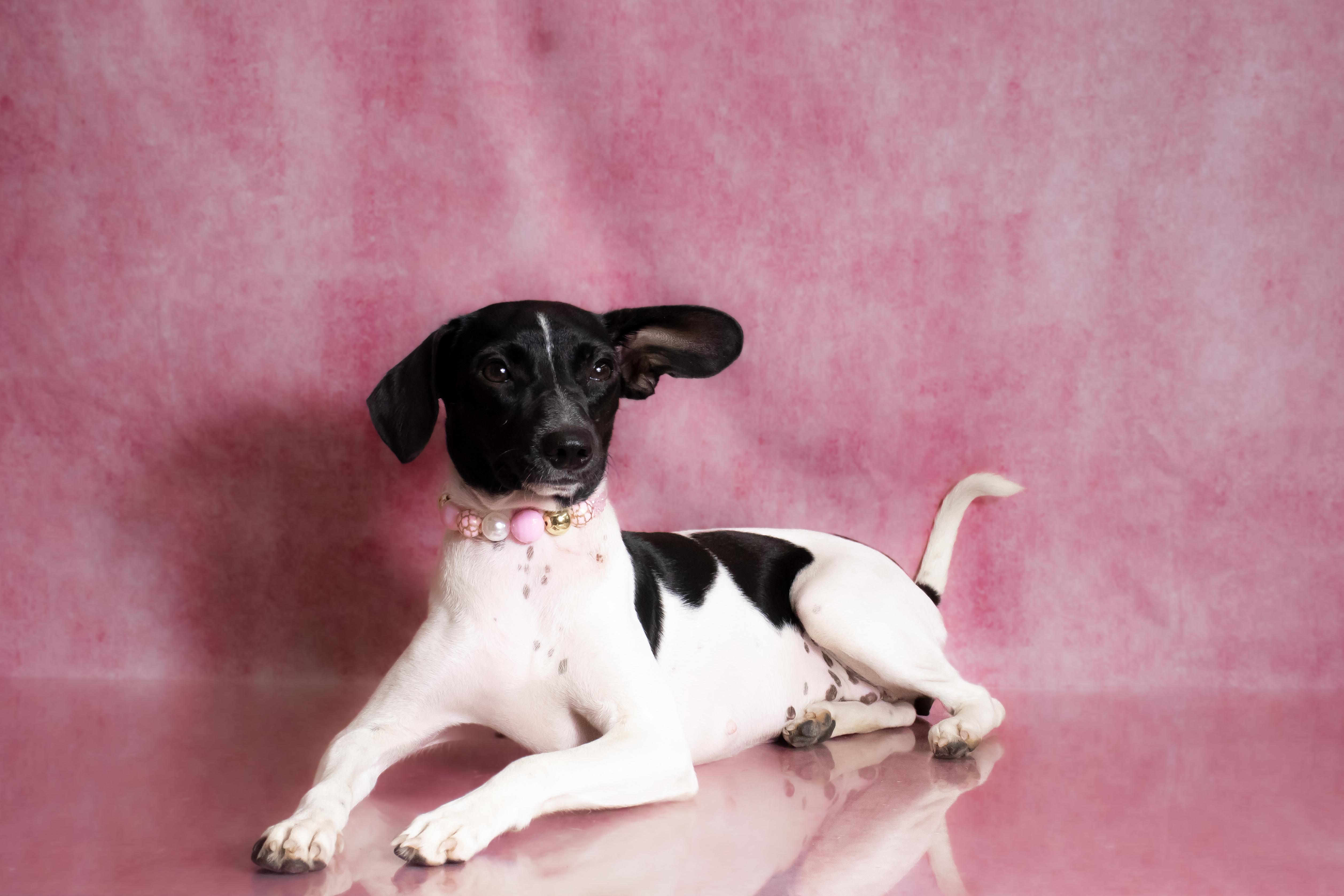 Zoey  lbs. thumbnail 2