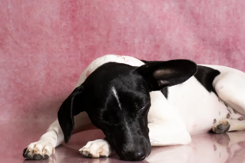 Zoey  lbs. thumbnail 3