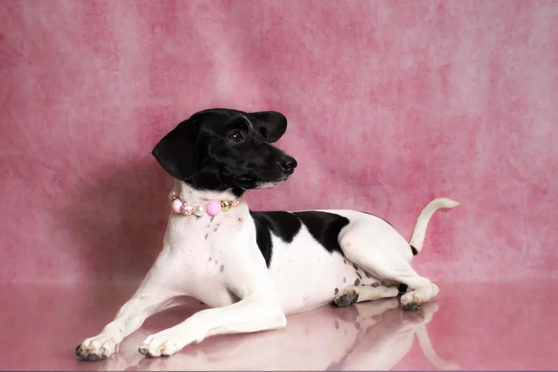 Zoey  lbs. thumbnail 5