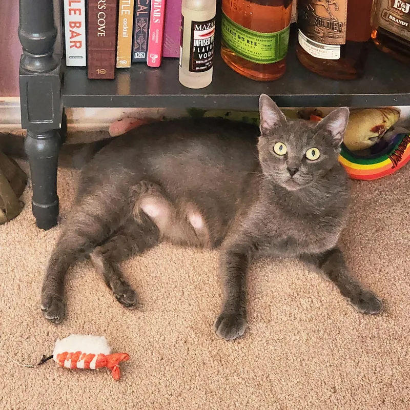 A young medium-sized female Gray / Blue / Silver Russian Blue cat named Dee for adoption in Woodinville, WA