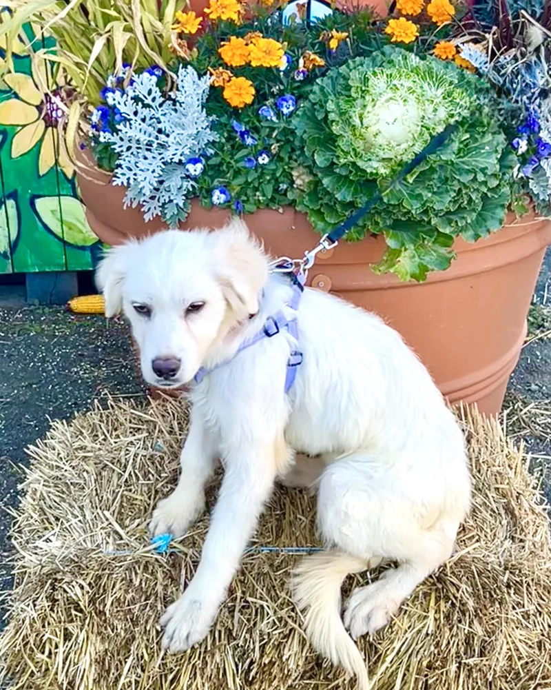 A baby large-sized male White / Cream Great Pyrenees dog named Telepath for adoption in New York, NY