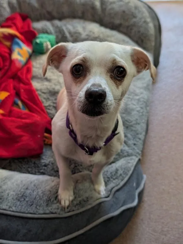 An adult small-sized female Chihuahua dog named Preciosa for adoption in Santa Rosa, CA