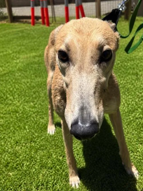 An adult large-sized female Greyhound dog named Far West Barbie for adoption in Tarpon Springs, FL