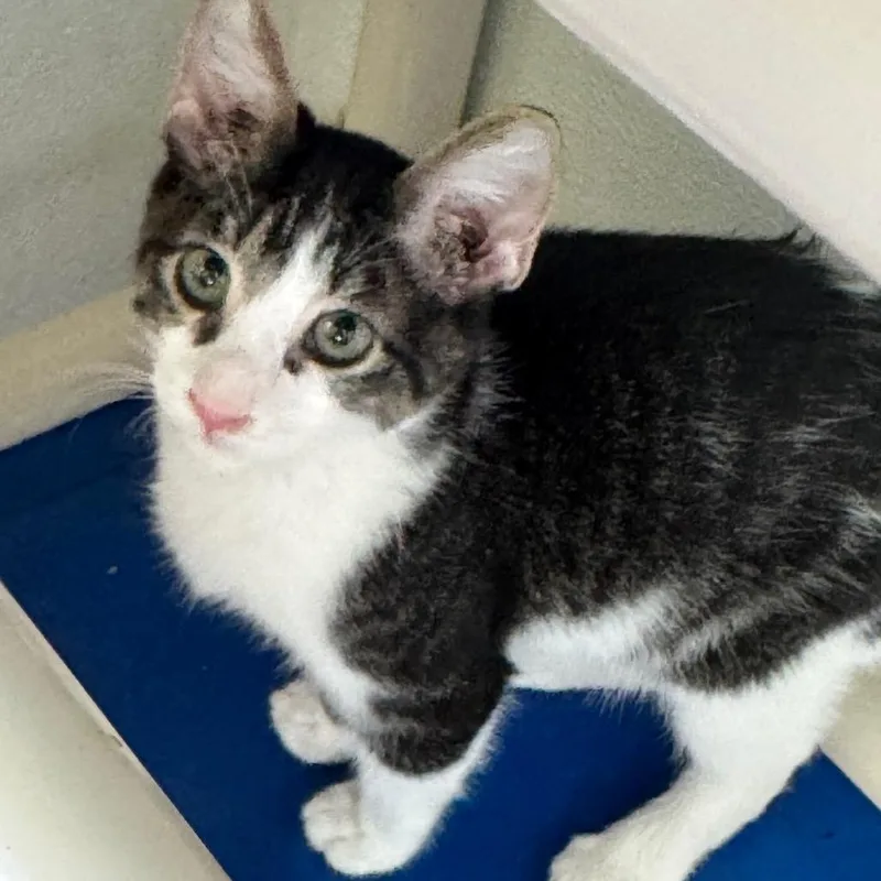 A baby small-sized male Gray / Blue / Silver Domestic Short Hair cat named Clay for adoption in Austin, TX