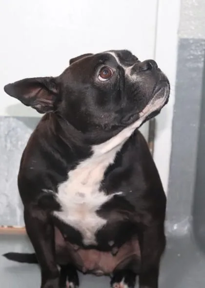 An adult medium-sized female Boston Terrier dog named Mishka for adoption in New Orleans, LA