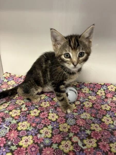 A baby small-sized female Domestic Short Hair cat named Bon Bon for adoption in Salt Lake City, UT