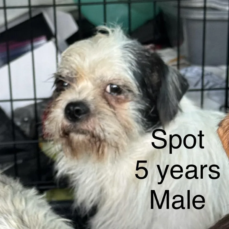 An adult small-sized male White / Cream Mixed Breed dog named Spot for adoption in West Plains, MO