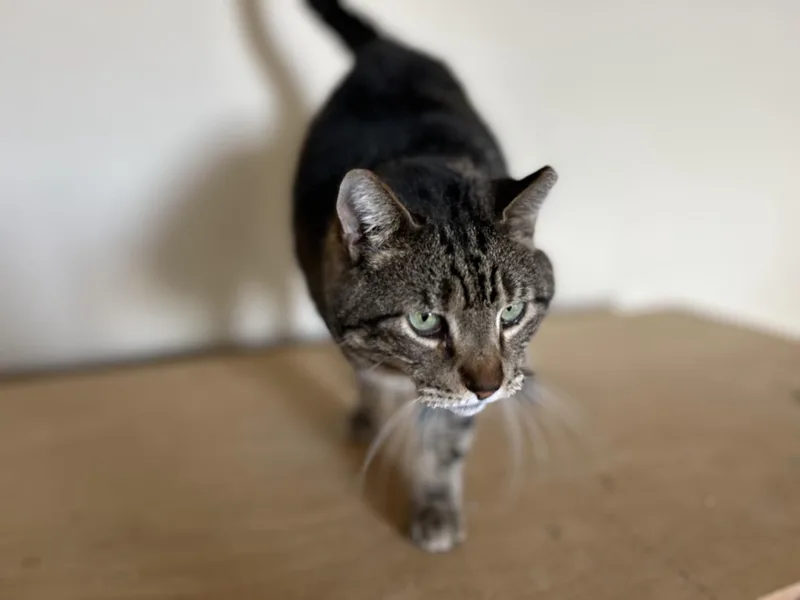 Swirly Boy thumbnail 2