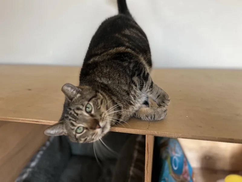 Swirly Boy thumbnail 3