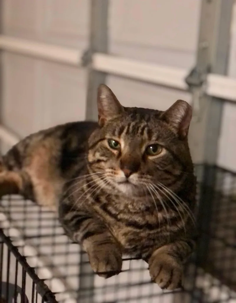 Swirly Boy thumbnail 4