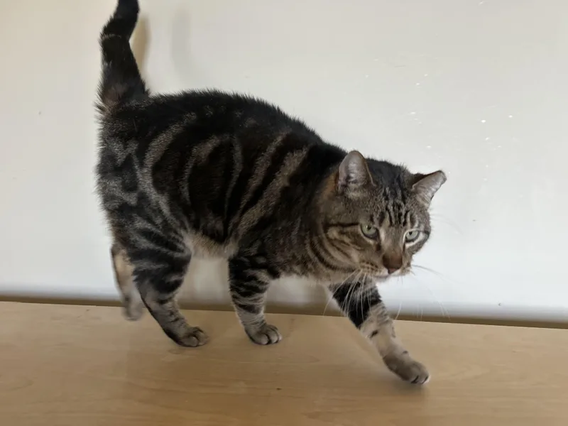 Swirly Boy thumbnail 5