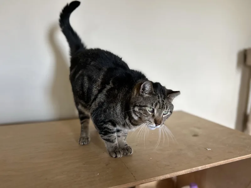 Swirly Boy thumbnail 6