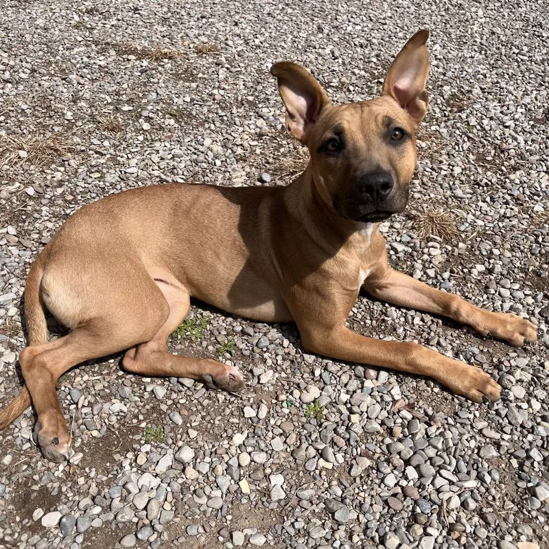 A young medium-sized female Yellow / Tan / Blond / Fawn Mixed Breed dog named Twyla for adoption in Fairport, NY