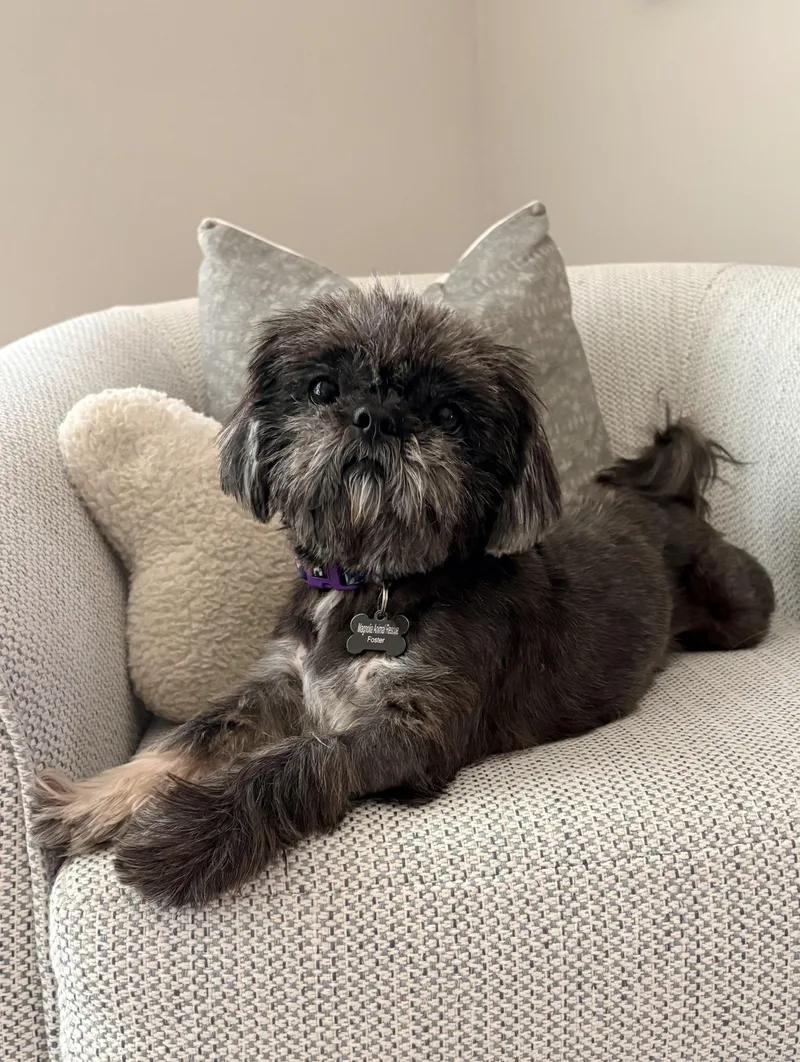 An adult small-sized female Black Shih Tzu dog named Zoey for adoption in Southlake, TX