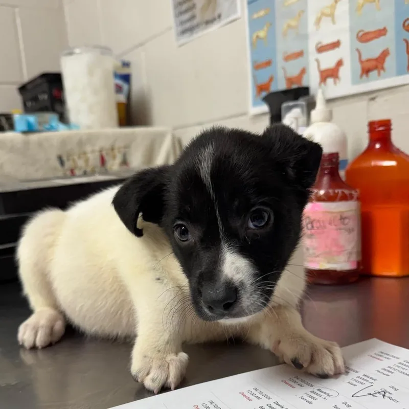 A baby medium-sized male White / Cream Terrier dog named Sneezy for adoption in Birmingham, AL