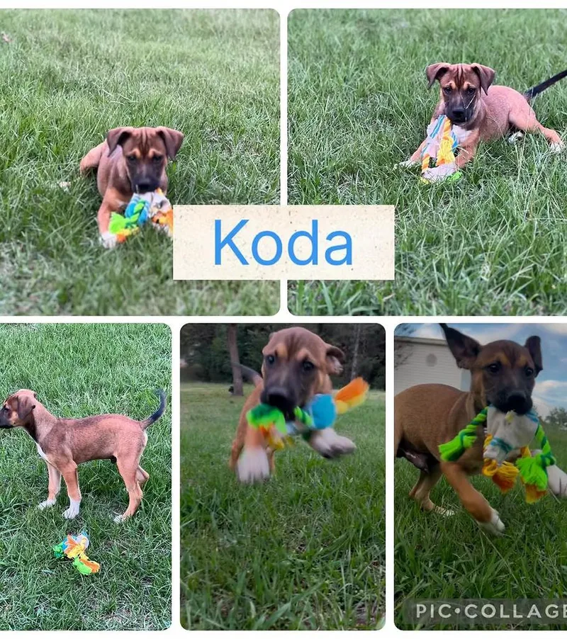 Koda In Maine