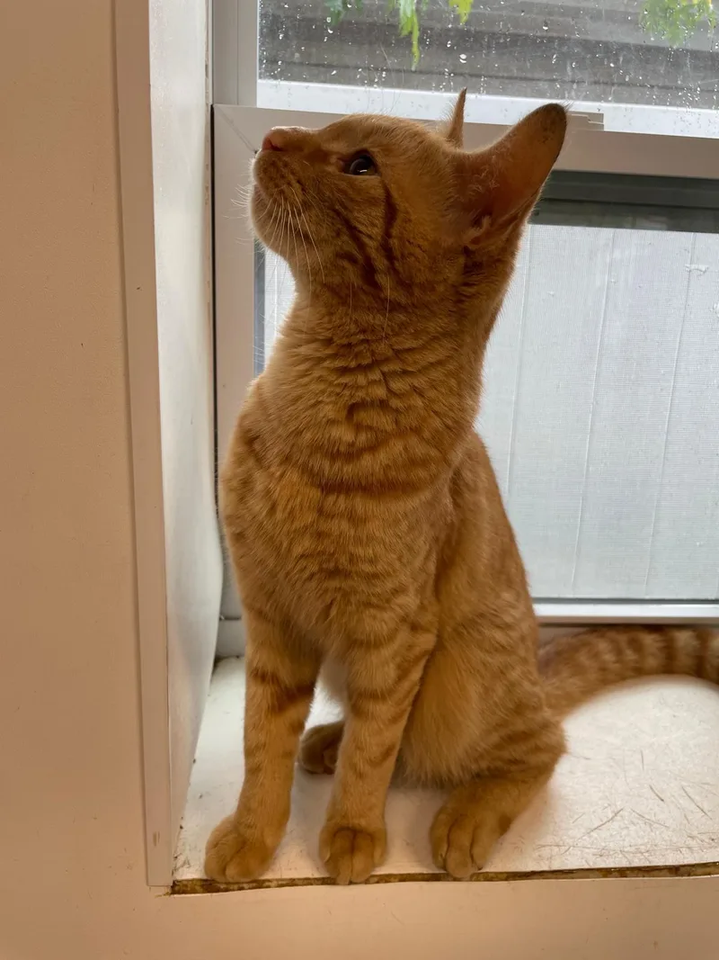 A young medium-sized male Tabby (Orange / Red) Domestic Short Hair cat named Lionel for adoption in South Ozone Park, NY