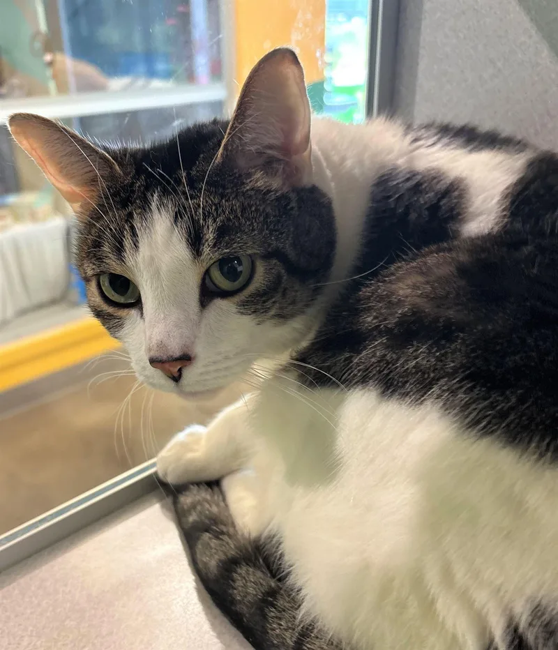 An adult large-sized male Domestic Short Hair cat named Blimp for adoption in Iowa City, IA