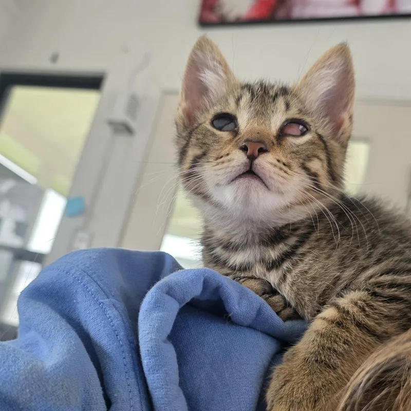 A baby small-sized male Brown / Chocolate Domestic Short Hair cat named Cola for adoption in Chapel Hill, NC