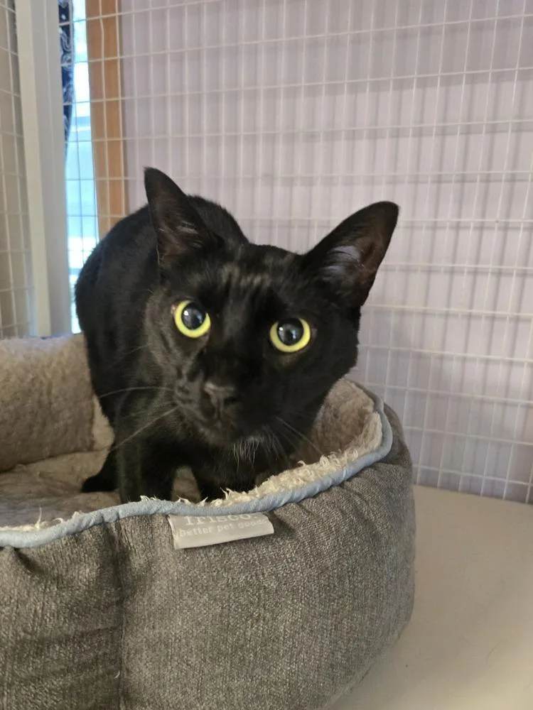 An adult large-sized male Black Domestic Short Hair cat named Loki for adoption in Vancouver, WA