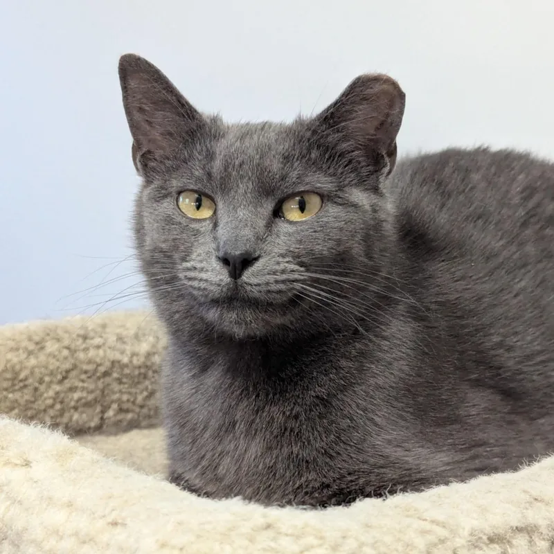 Nora Bean Md thumbnail 2