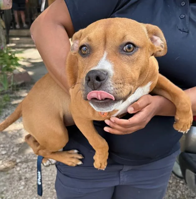 A baby large-sized female Mixed Breed dog named Love for adoption in Dallas, TX