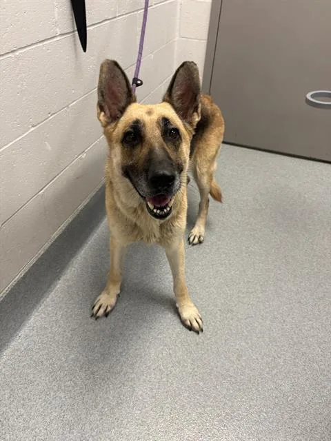 An adult large-sized female German Shepherd Dog dog named Maddie for adoption in Indianapolis, IN