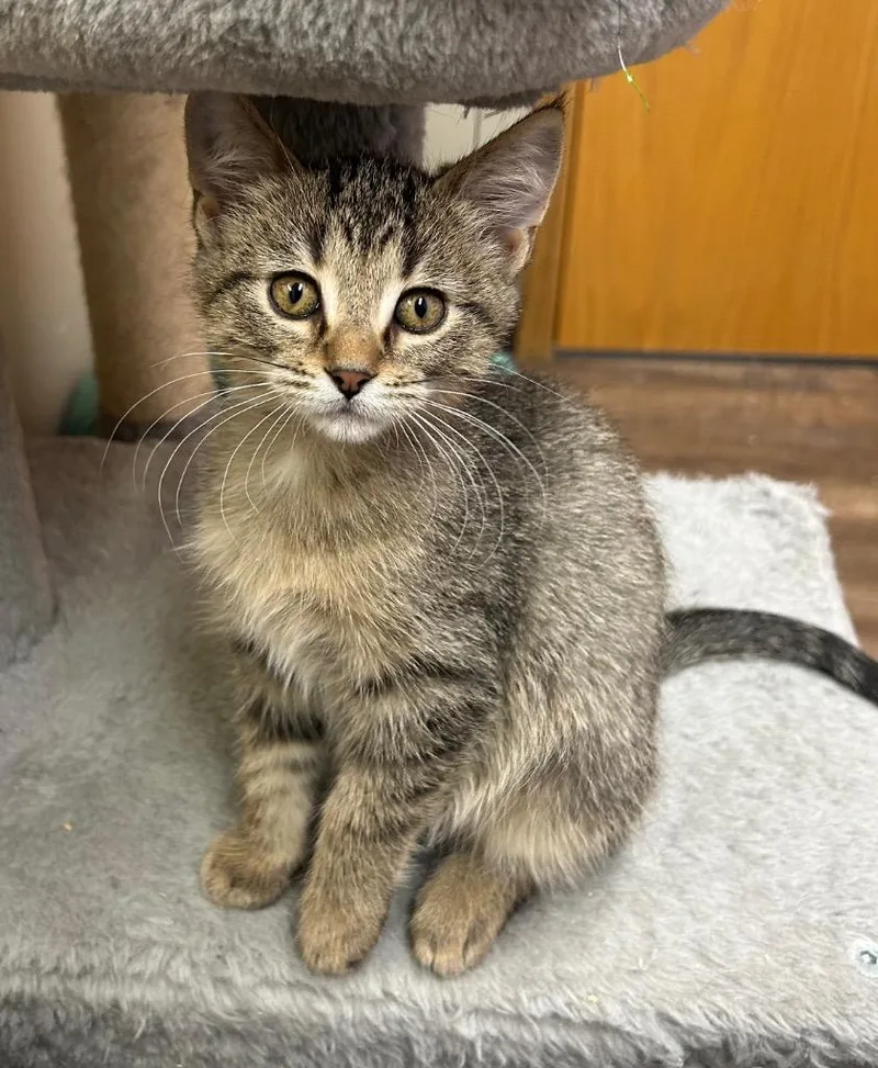 A baby small-sized female Domestic Short Hair cat named Iris for adoption in Spooner, WI