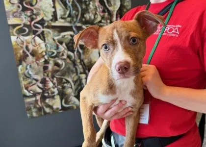 A baby small-sized female Mixed Breed dog named Tater Tot for adoption in West Chester, PA