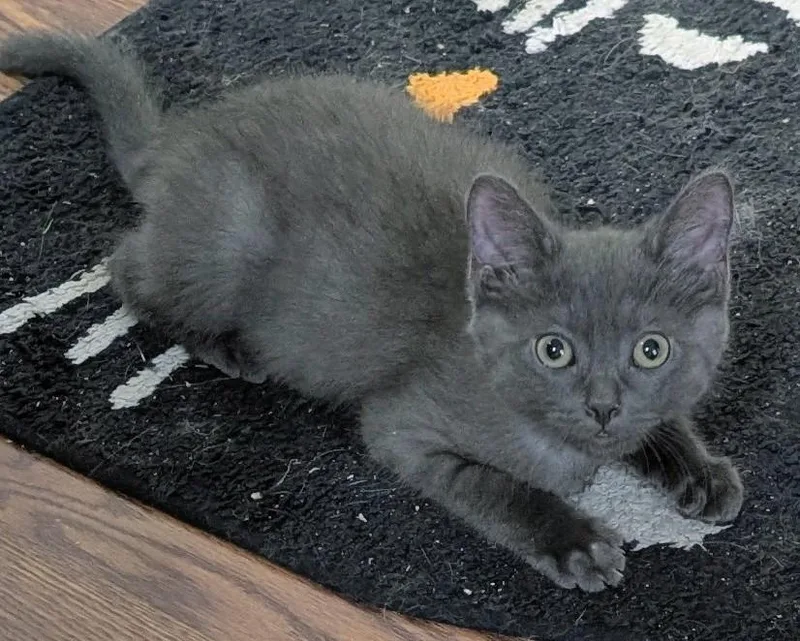 A baby small-sized male Domestic Short Hair cat named Langston for adoption in Cape Coral, FL