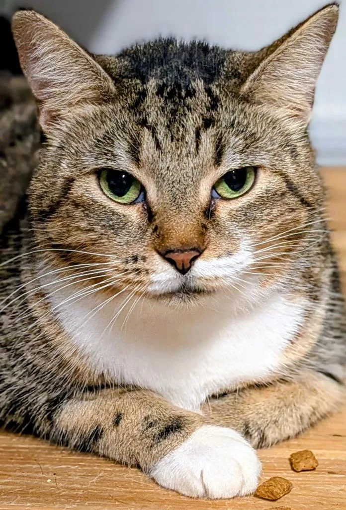An adult large-sized female Domestic Short Hair cat named Bertha for adoption in St. Augustine, FL