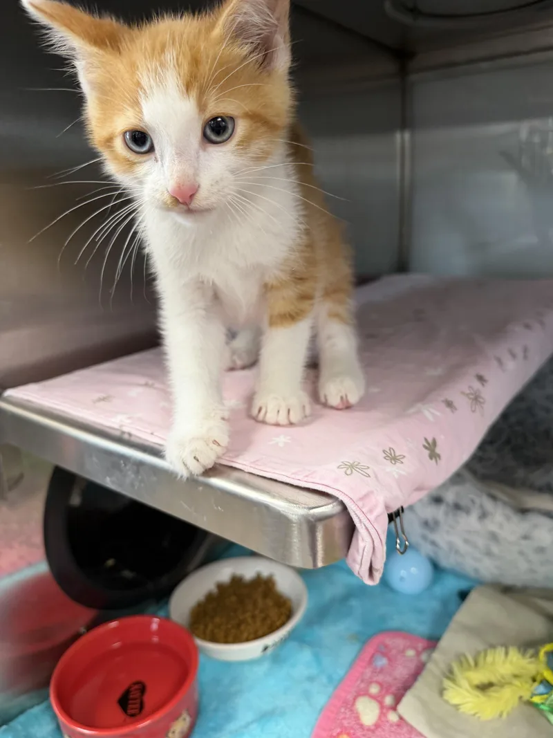 A baby large-sized male Orange & White Domestic Short Hair cat named Olley for adoption in Midland, MI