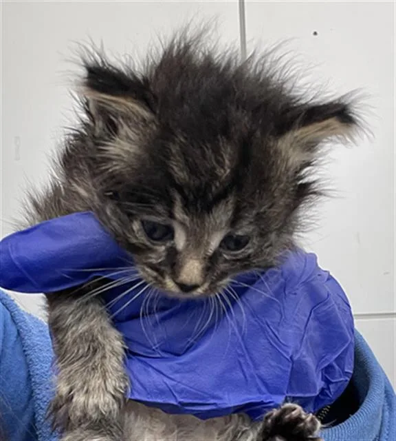 A baby medium-sized female Domestic Short Hair cat named Libby for adoption in Dallas, TX