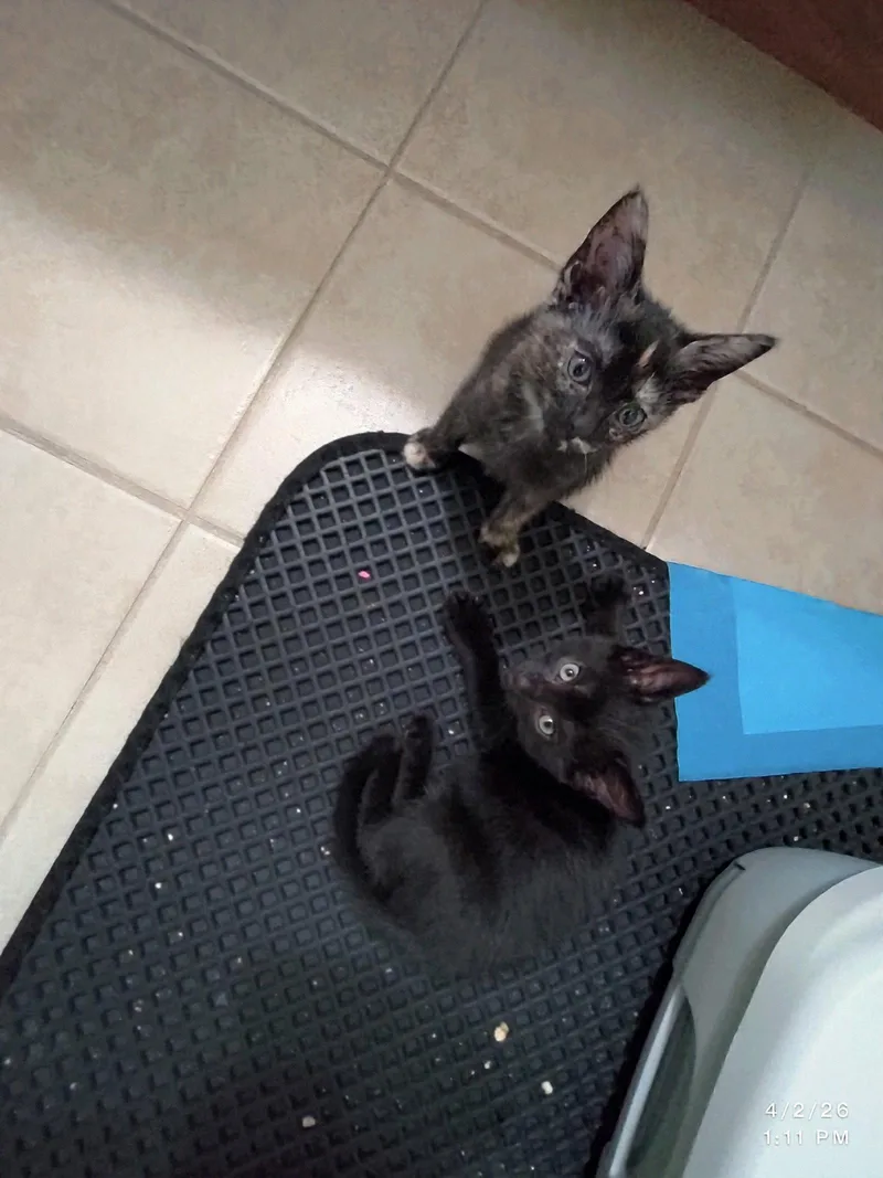 A baby medium-sized male Black Domestic Short Hair cat named Spades for adoption in Herndon, VA