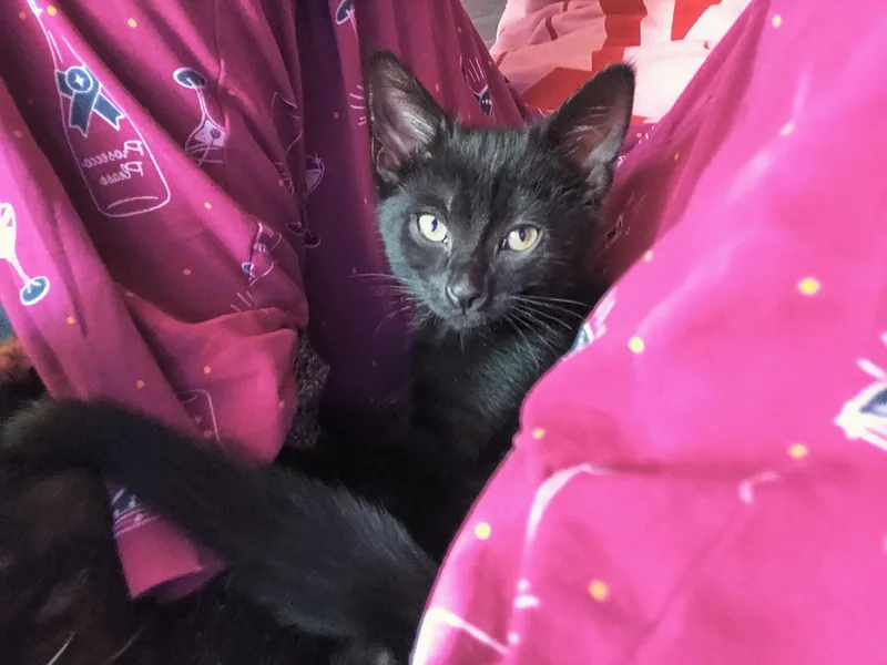 Spades thumbnail 3