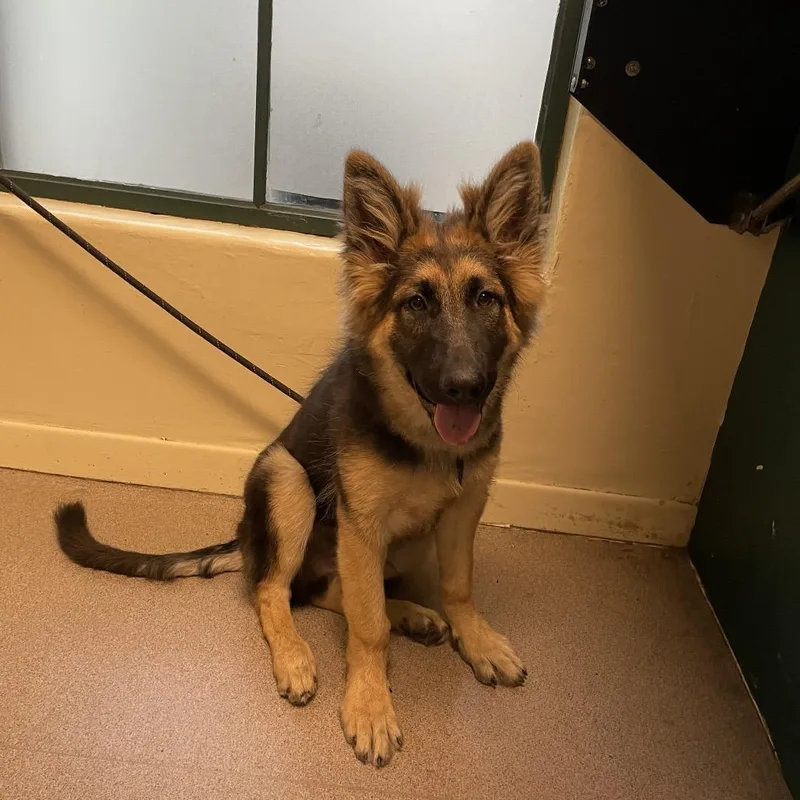 A baby medium-sized male Black German Shepherd Dog dog named Ragnar for adoption in Pasadena, CA