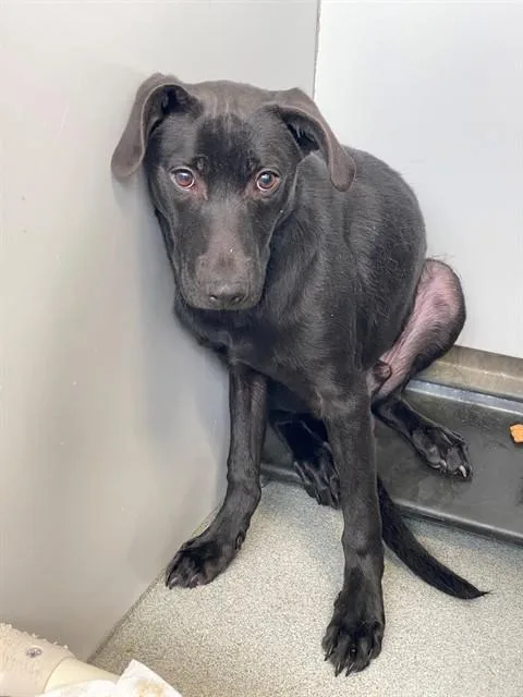 A young small-sized male Labrador Retriever dog named Jasper for adoption in Fayetteville, NC
