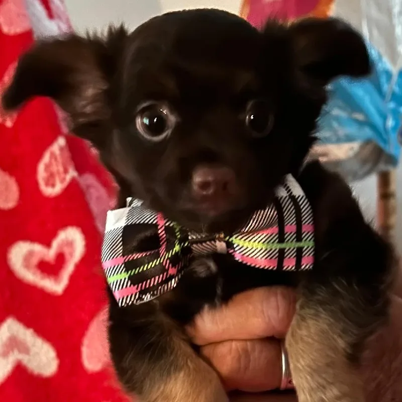 A baby small-sized male Bicolor Chihuahua dog named Teddy for adoption in Spencer, IN