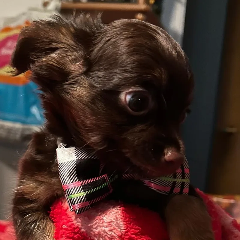 Teddy thumbnail 3